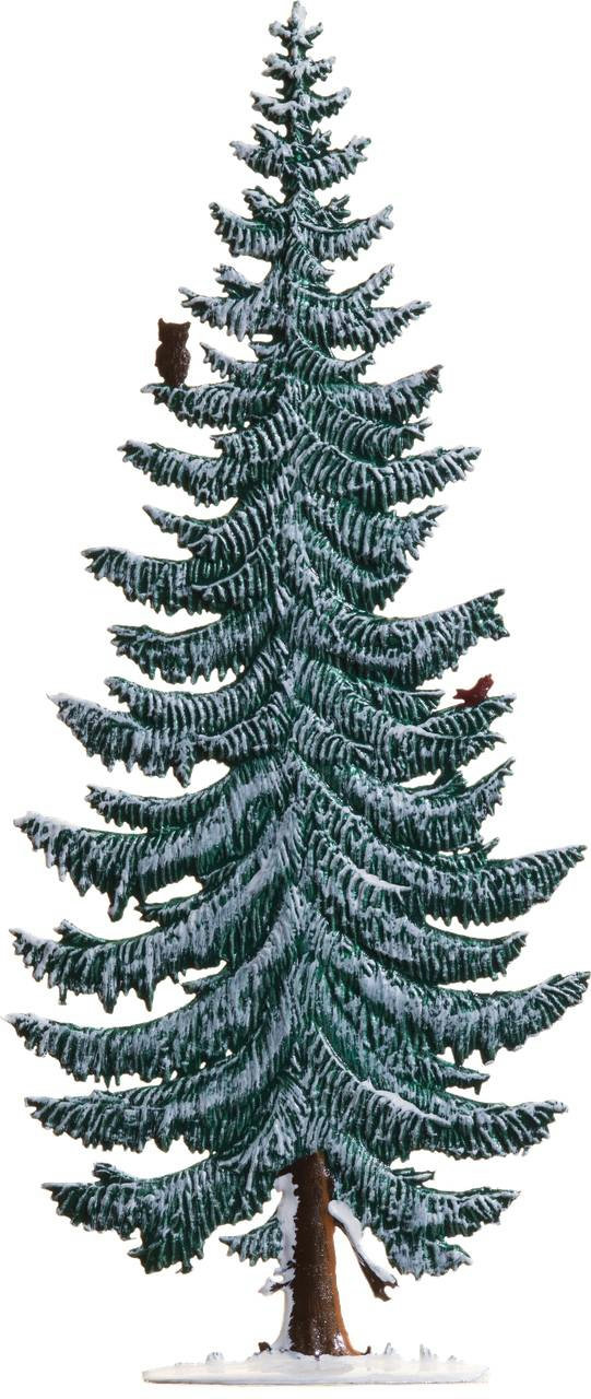 Tanne schmal im Winter
