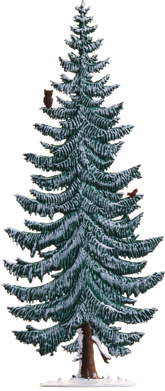 Tanne schmal im Winter