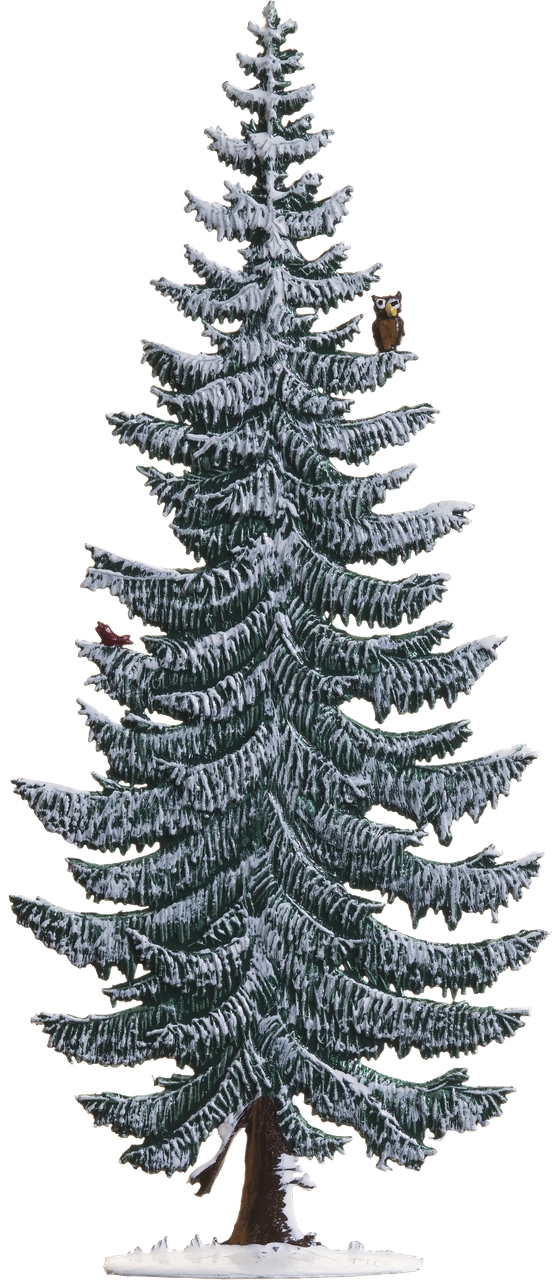 Tanne schmal im Winter